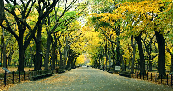 central park new york fall. in the Summer and Fall.