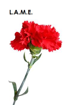 carnation-flower